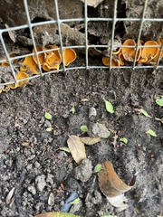 Hohenbuehelia petaloides