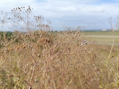 Gypsophila paniculata