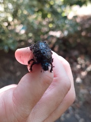 Geotrupes stercorarius