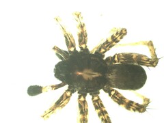 Pardosa hortensis