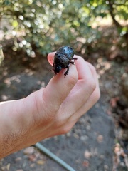 Geotrupes stercorarius