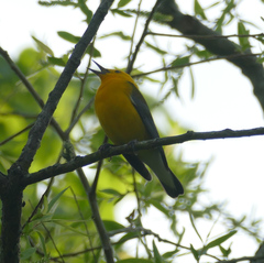 Protonotaria citrea