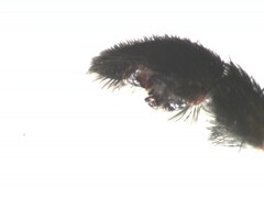 Pardosa hortensis