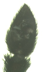 Pardosa hortensis