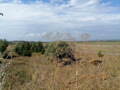 Gypsophila paniculata