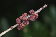 Kokkocynips difficilis