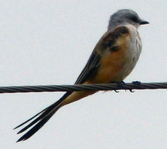 Tyrannus forficatus