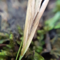 Bromus ciliatus