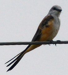 Tyrannus forficatus