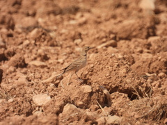 Calandrella brachydactyla