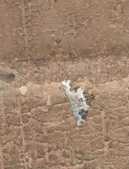 Xanthorhoe fluctuata