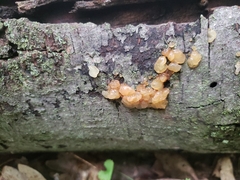 Myxarium nucleatum