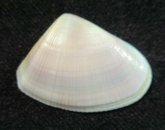 Donacidae
