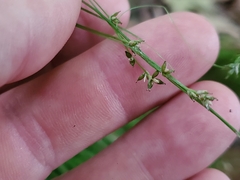 Carex rosea