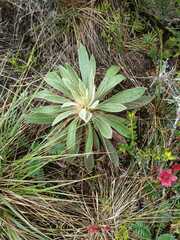 Espeletia