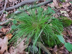 Carex rosea