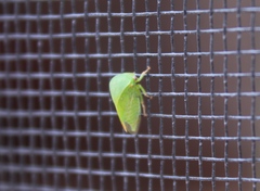 Spissistilus festinus