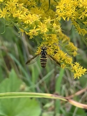 Spilomyia longicornis