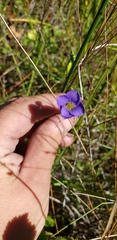 Gentianopsis virgata