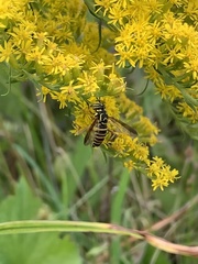 Spilomyia longicornis