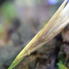 Bromus ciliatus