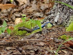 Plestiodon fasciatus