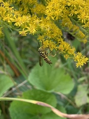 Spilomyia longicornis