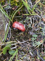 Russula nana