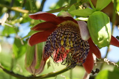 Passiflora alata