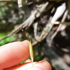 Bromus ciliatus