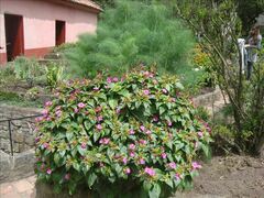 Mirabilis