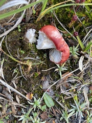 Russula nana