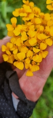 Tagetes lucida