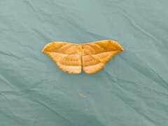 Saturniidae