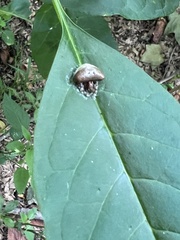 Mastophora phrynosoma