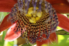 Passiflora alata