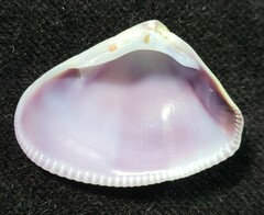 Donacidae