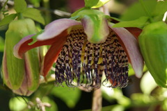 Passiflora alata