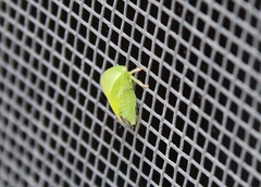 Spissistilus festinus