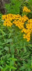 Tagetes lucida