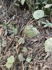 Asarum caudatum