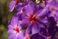 Pleroma heteromallum