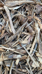 Camponotus castaneus