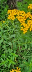 Tagetes lucida