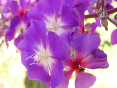 Pleroma heteromallum