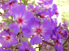 Pleroma heteromallum