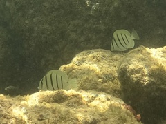 Acanthurus triostegus