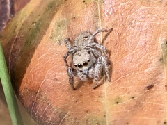 Habronattus coecatus