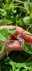 Mentha arvensis