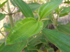 Pleroma heteromallum